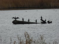Nov15_Wallsee08